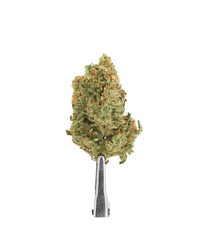 Girl scout cookie - CBD Hydro