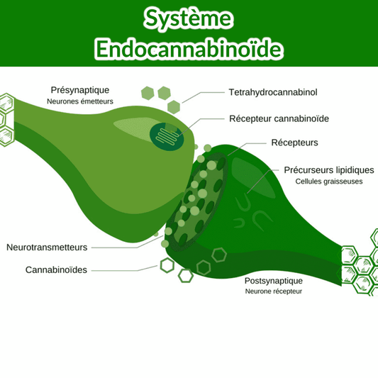 le système endocannabinoïde