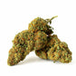 Strawberry Gum Indoor